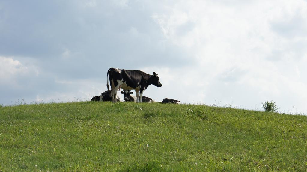Jora Siedlisko Vendégház Jora Wielka Kültér fotó
